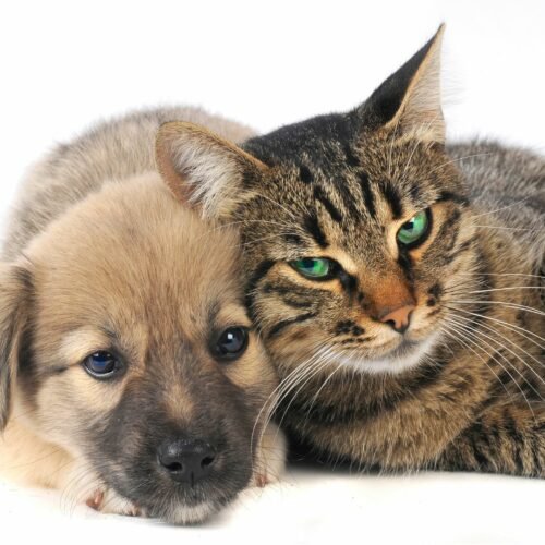 dog with cat